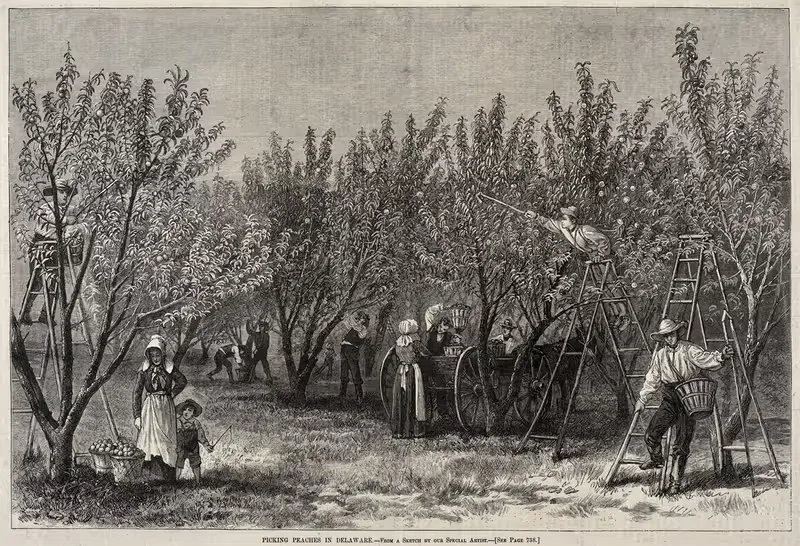 Picking Peaches in Delaware by Winslow Homer, c. 1878 — digital art print download
