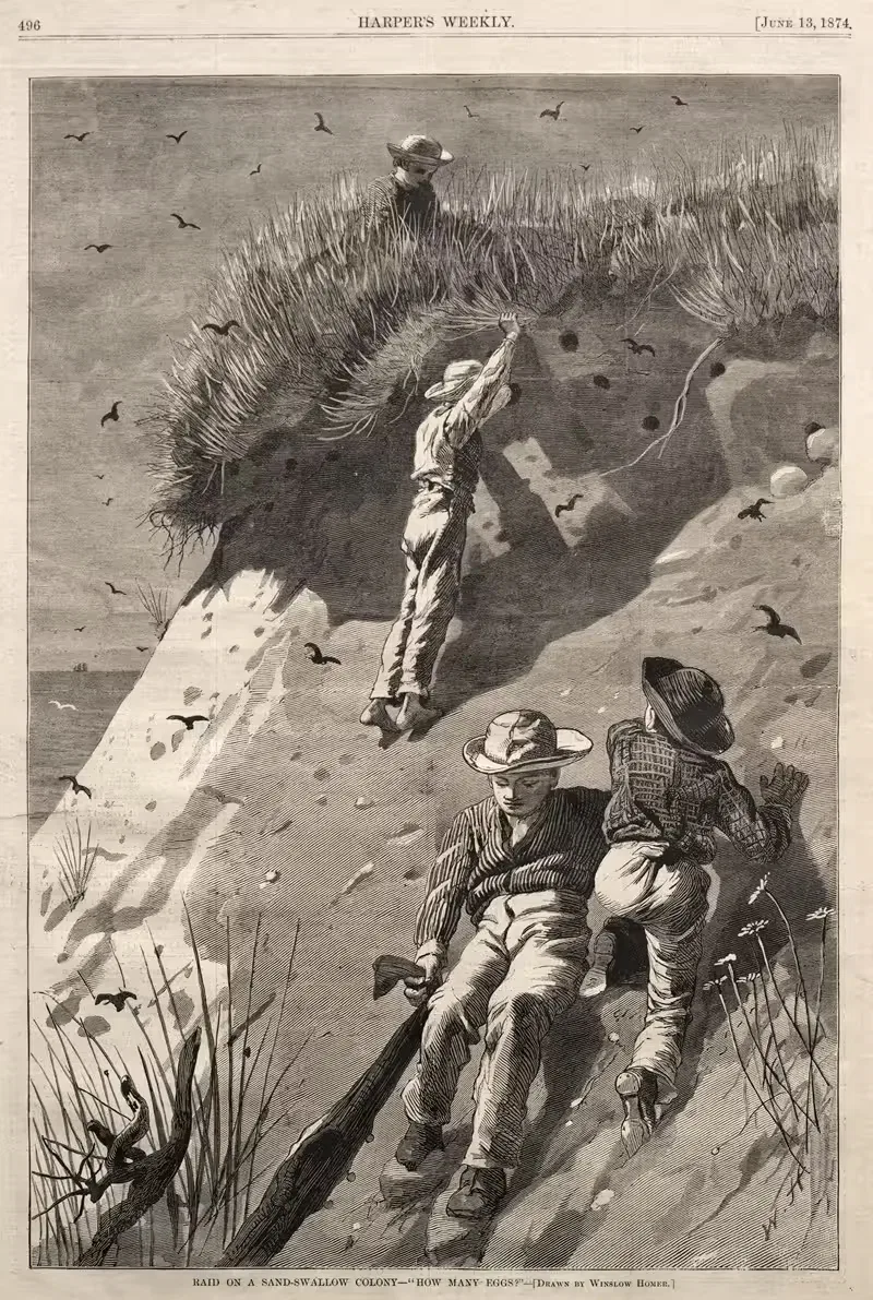 Налет на колонию песчаных ласточек – 'Сколько яиц' by Уинслоу Хомер, 1874 — digital art print download