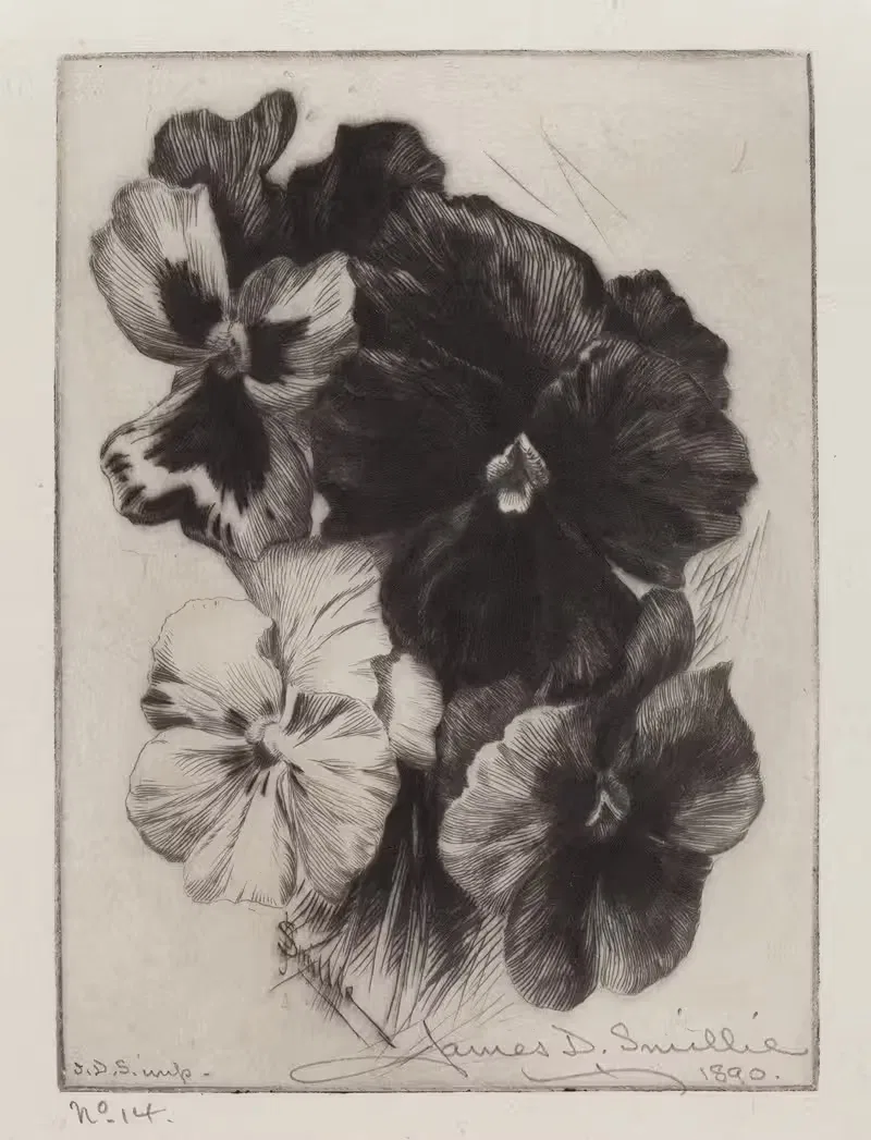 A Bunch of Pansies — James David Smillie