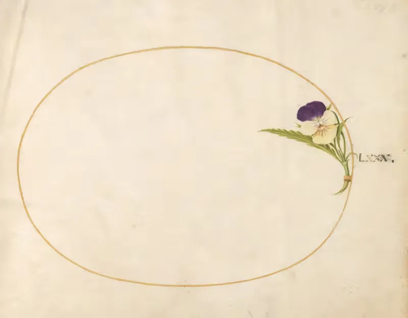 Plate 80; Purple and Yellow Viola — Joris Hoefnagel
