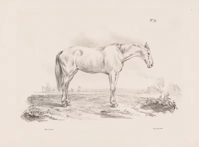 Лошадь на лугу by Питер Фредерик ван Ос, 1835 — digital art print download