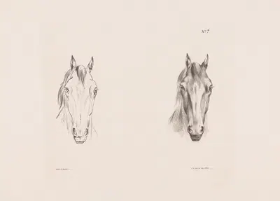 Две studies головы лошади by Питер Фредерик ван Ос, 1835 — digital art print download