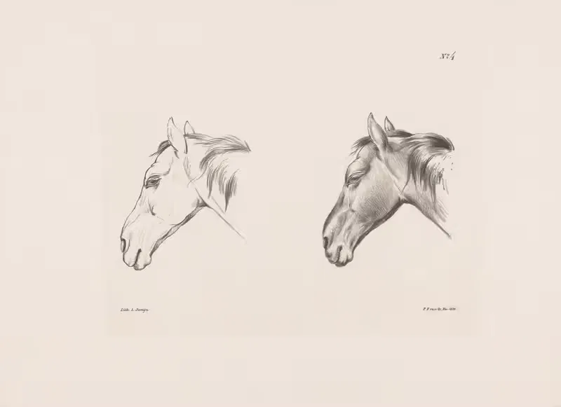 Twee studies van een paardenhoofd — Pieter Frederik van Os