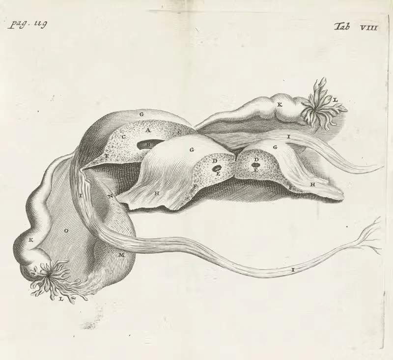 Anatomical image of an ectopic pregnancy — Hendrik Bary