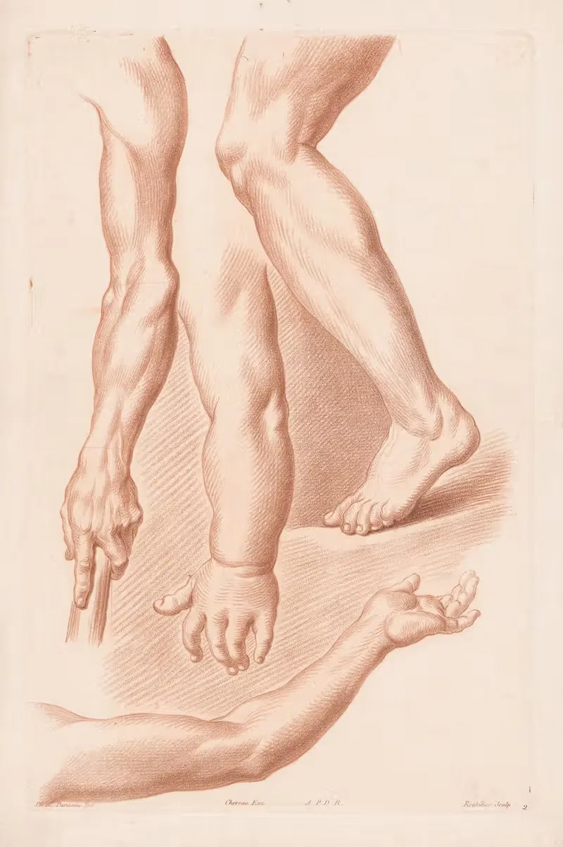 Different views of a leg and three arms — Louis-François Roubiliac