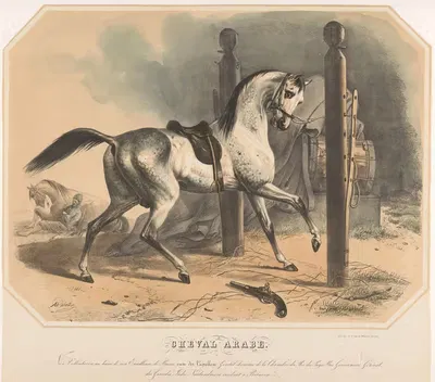 Арабская лошадь Годерта ван дер Каппелена by Питер Виллемус ван де Вейер, 1842-1861 — digital art print download