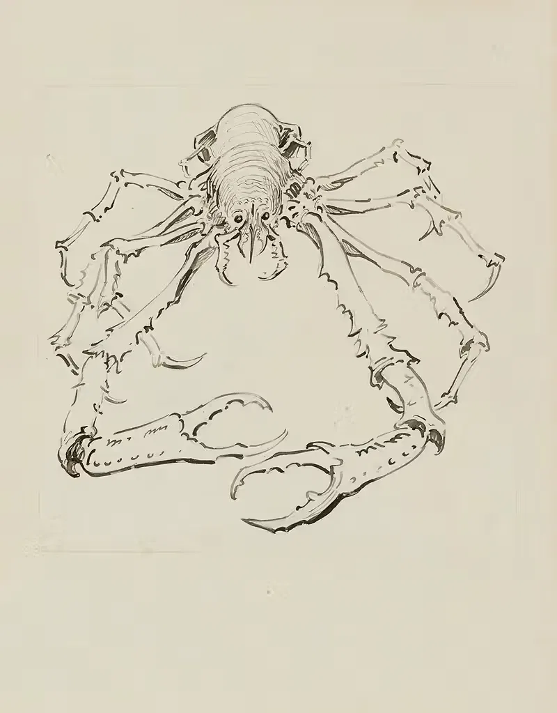 Araignée de mer – dessin pour la cul-de-lampe de l'introduction — Achille Granchi-Taylor