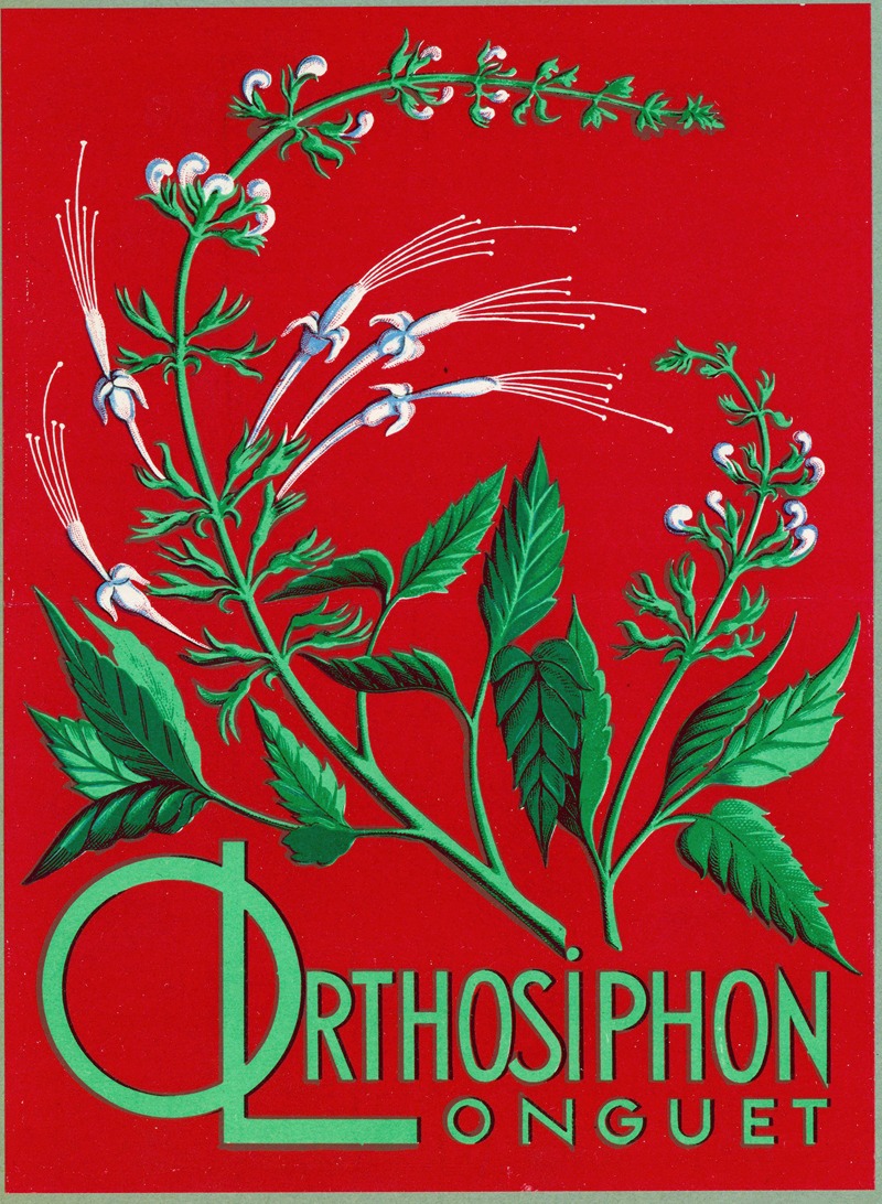 Orthosiphon Longuet by Laboratoires Longuet, 1910-1950 — digital art print download