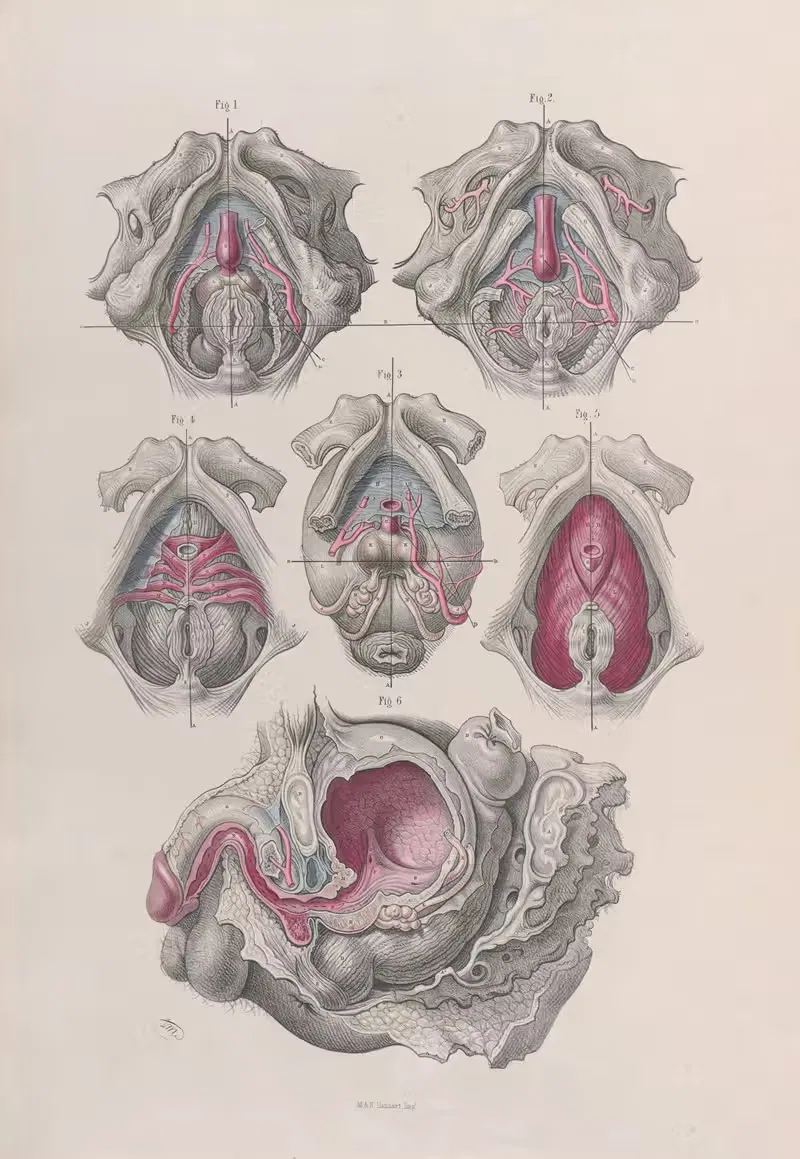 Хирургическая анатомия Пл.41. by Жозеф Макиллис, 1856 — digital art print download