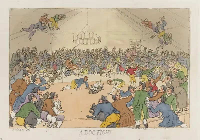 A dog fight by Thomas Rowlandson, 1811 — digital art print download