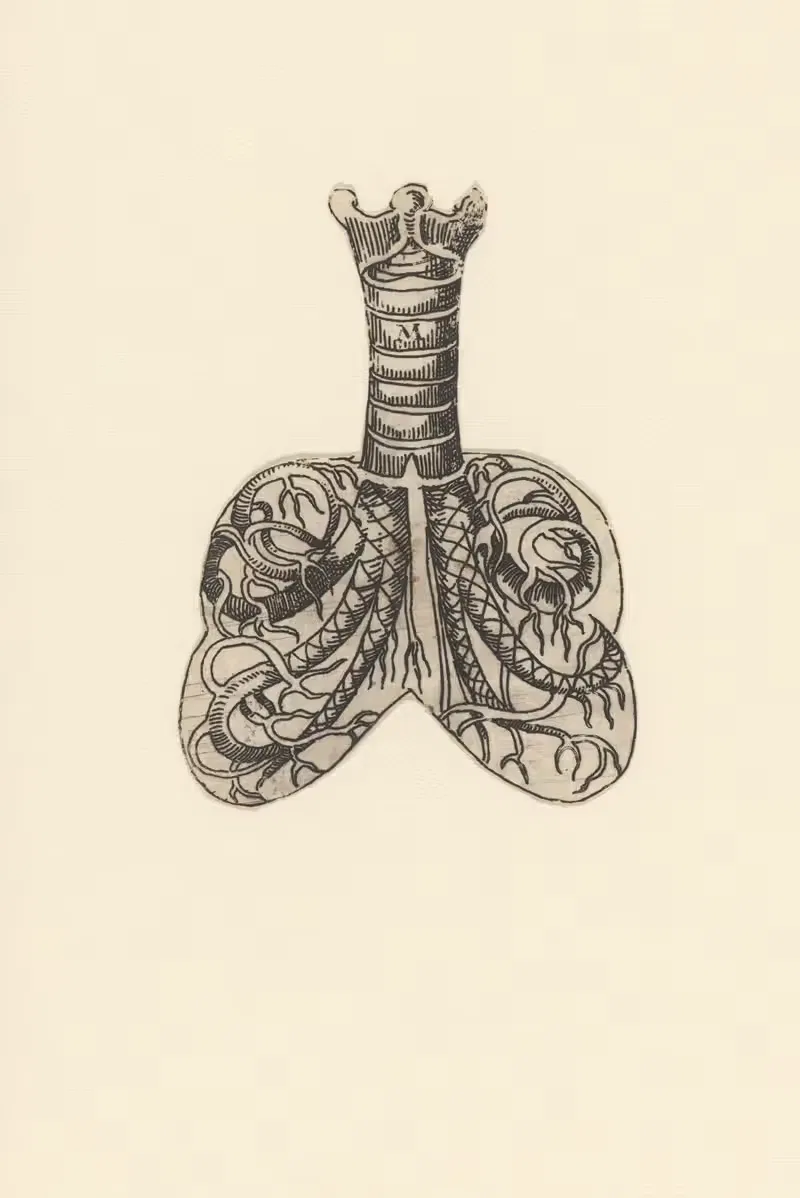 Cross section of trachea and lungs — Lucas Kilian
