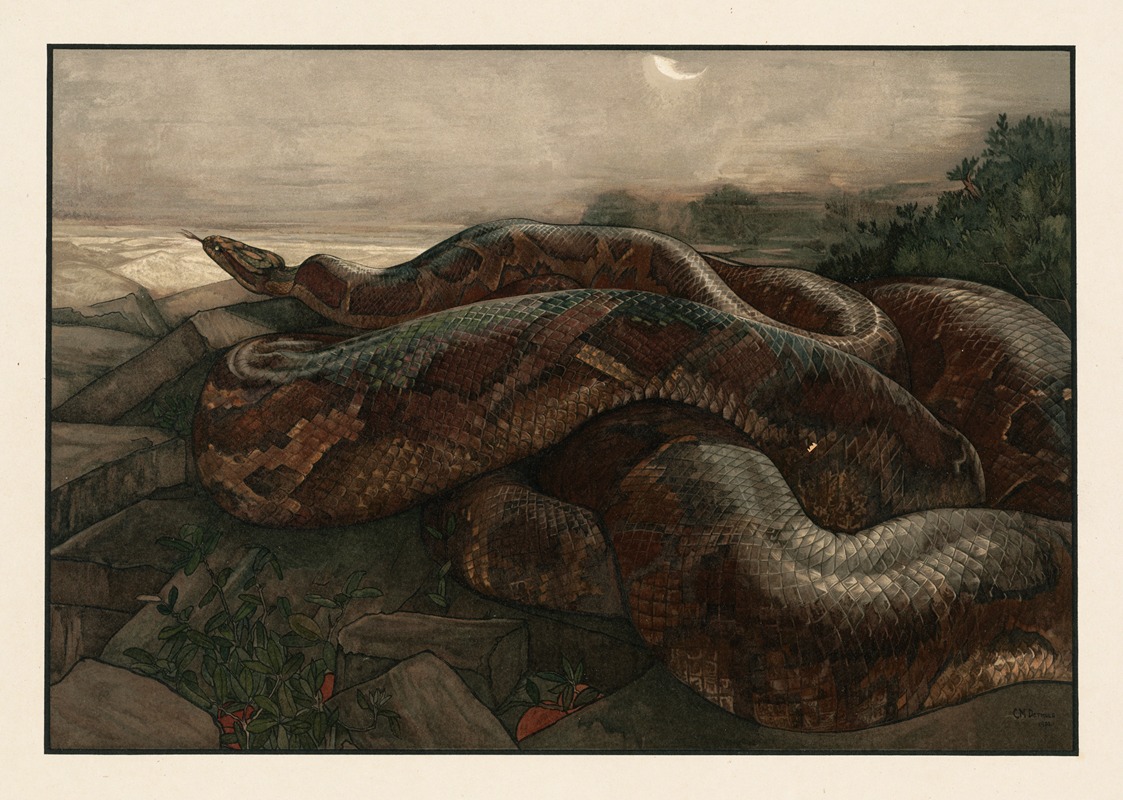 Kaa the python by Charles Maurice Detmold, 1903 — digital art print download