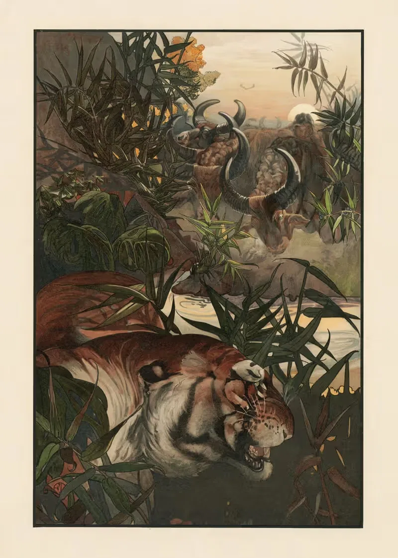 Шер Хан в джунглях by Чарльз Морис Детмольд, 1903 — digital art print download