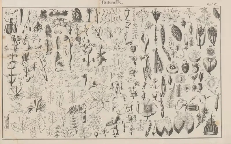 Atlas der Abbildungen Pierer's Universal Lexikon Pl.13 — Heinrich August Pierer