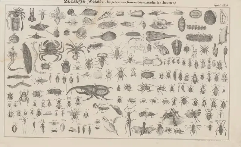 Atlas der Abbildungen Pierer's Universal Lexikon Pl.17 — Heinrich August Pierer