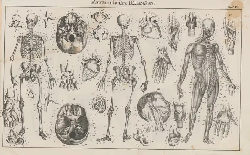Atlas der Abbildungen Pierer's Universal Lexikon Pl.21 — Heinrich August Pierer