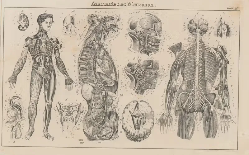 Atlas der Abbildungen Pierer's Universal Lexikon Pl.23 — Heinrich August Pierer
