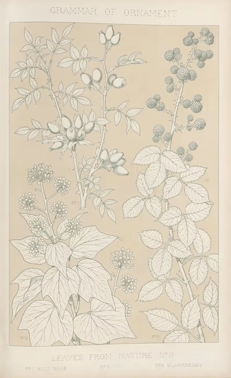 Листья из природы № 6 by Оуэн Джонс, 1856 — digital art print download