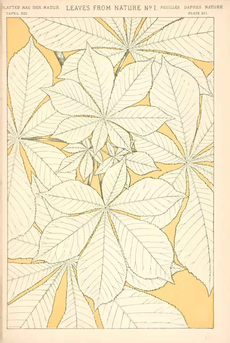 Листья из природы № 1 by Оуэн Джонс, 1910 — digital art print download