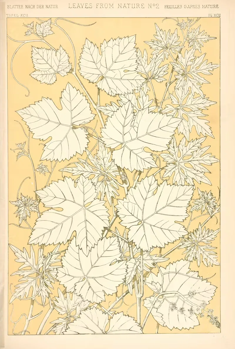 Листья из природы № 2 by Оуэн Джонс, 1910 — digital art print download