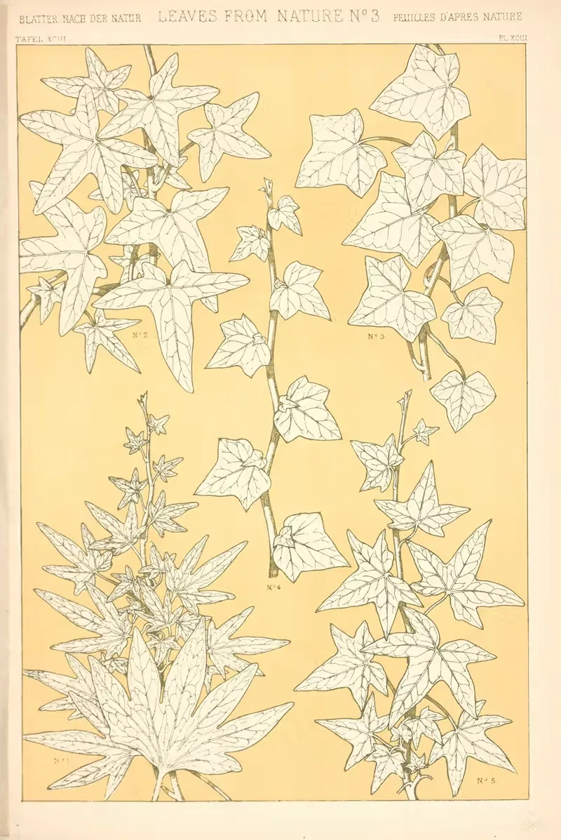 Листья из природы № 3 by Оуэн Джонс, 1910 — digital art print download
