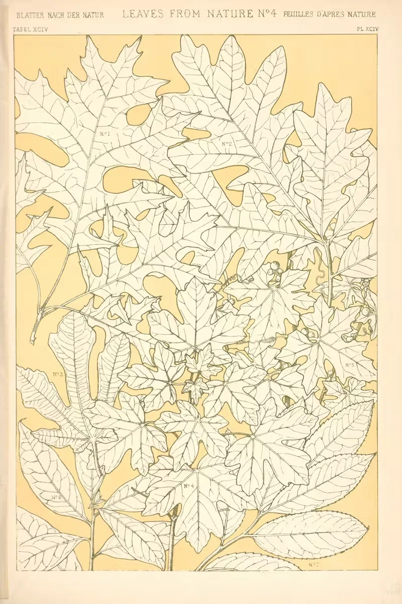 Листья из природы № 4 by Оуэн Джонс, 1910 — digital art print download