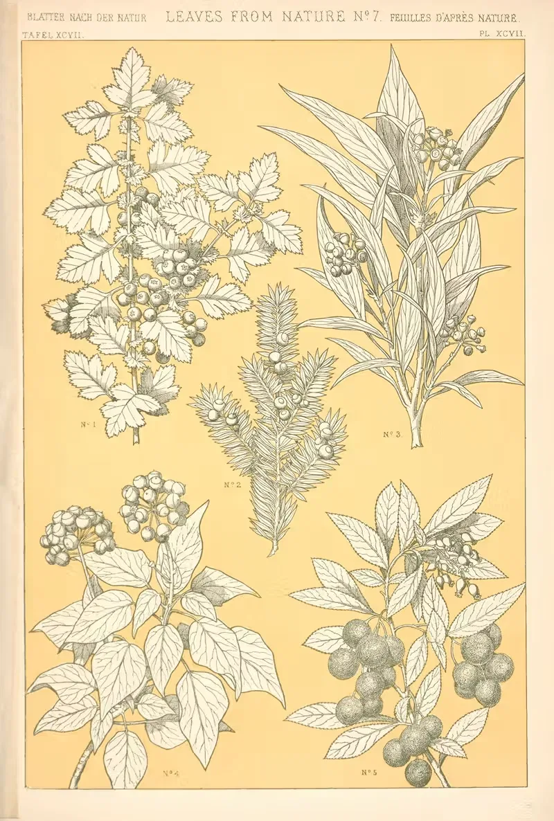 Листья из природы № 7 by Оуэн Джонс, 1910 — digital art print download