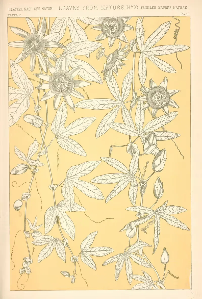Листья из природы № 10 by Оуэн Джонс, 1910 — digital art print download