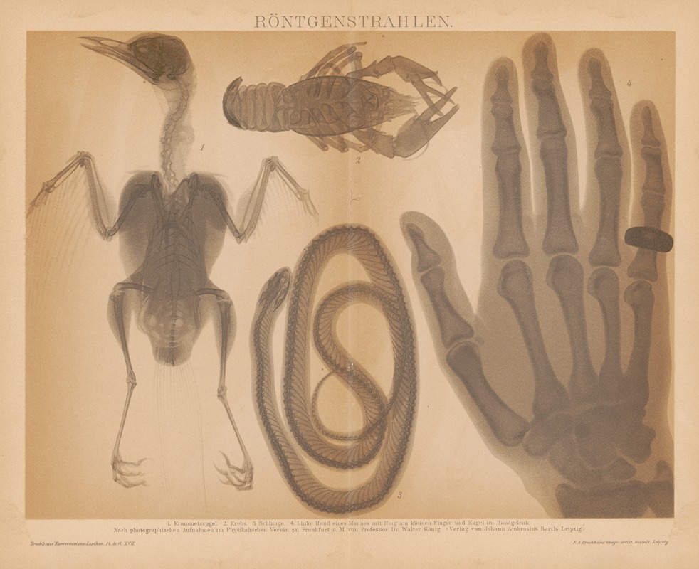 Rontgenstrahlen by F.A. Brockhaus, 1897 — digital art print download