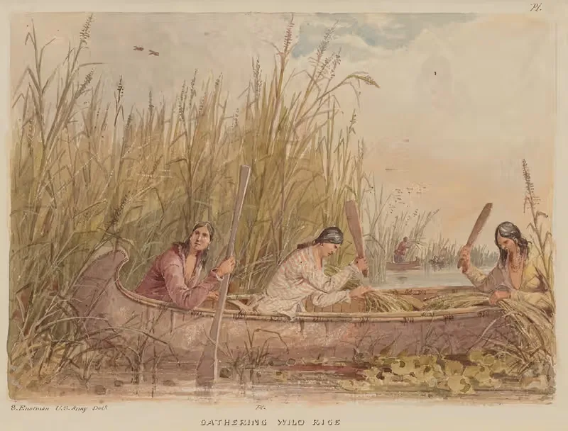 Gathering Wild Rice by Seth Eastman — digital art print download