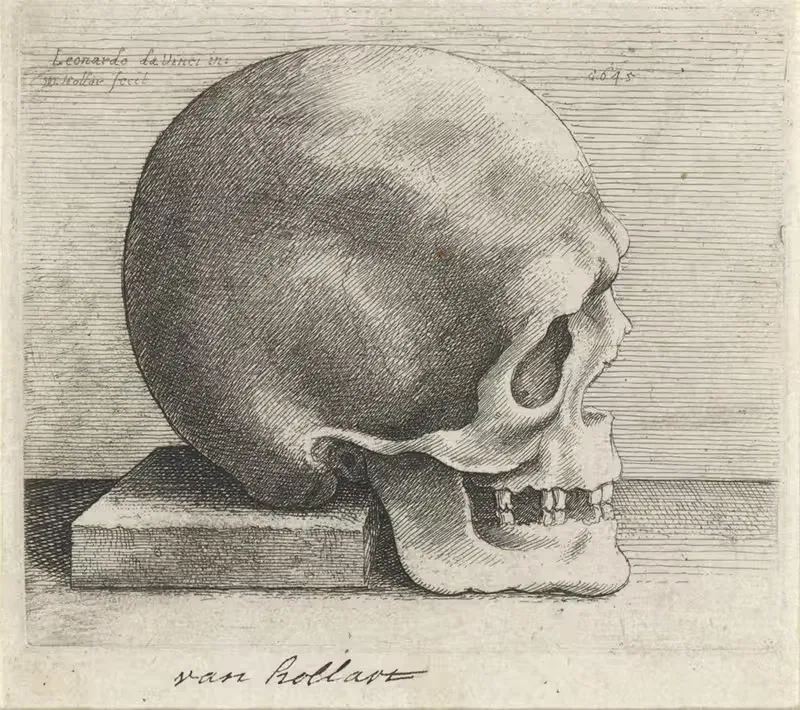 Анатомическое исследование черепа by Венцеслав Голлар, 1645 — digital art print download