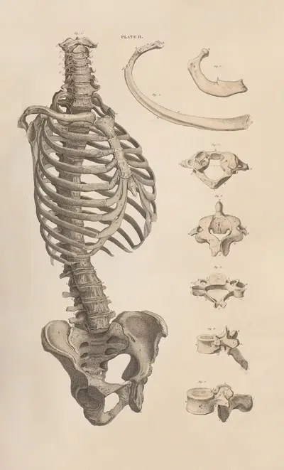 A system of anatomical plates of the human body Pl.002 by John Lizars, 1840 — digital art print download