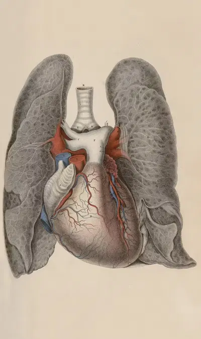 A system of anatomical plates of the human body Pl.009 by John Lizars, 1840 — digital art print download