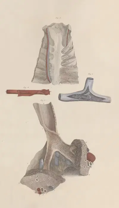A system of anatomical plates of the human body Pl.012 by John Lizars, 1840 — digital art print download