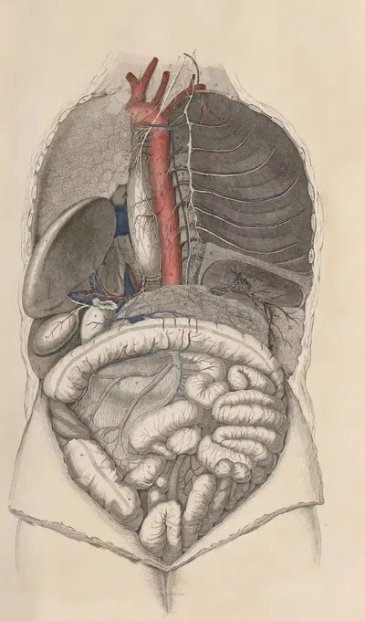 A system of anatomical plates of the human body Pl.013 by John Lizars, 1840 — digital art print download