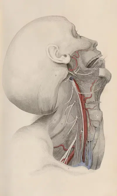 A system of anatomical plates of the human body Pl.016 by John Lizars, 1840 — digital art print download