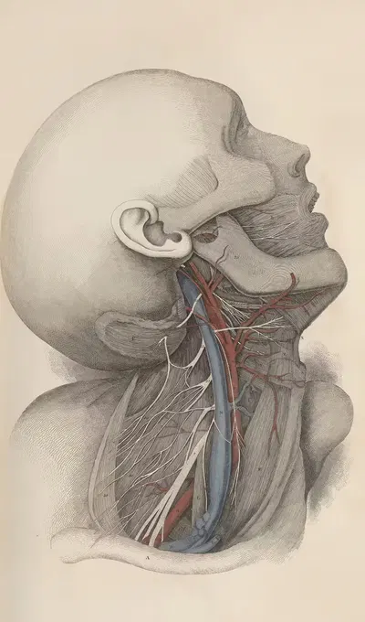 A system of anatomical plates of the human body Pl.017 by John Lizars, 1840 — digital art print download