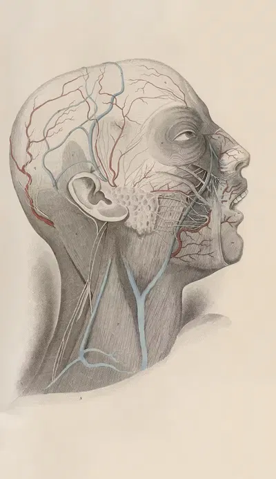 A system of anatomical plates of the human body Pl.019 by John Lizars, 1840 — digital art print download