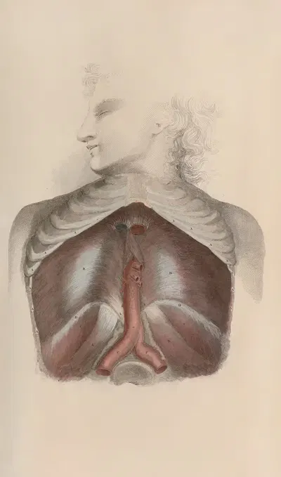A system of anatomical plates of the human body Pl.034 by John Lizars, 1840 — digital art print download