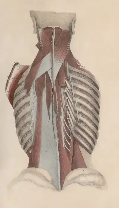 A system of anatomical plates of the human body Pl.037 by John Lizars, 1840 — digital art print download