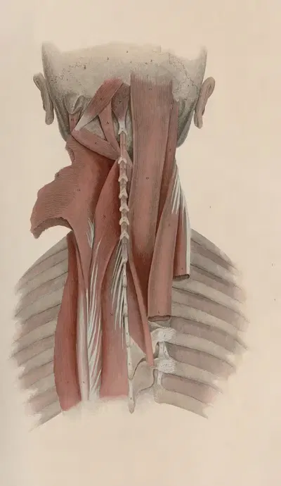 A system of anatomical plates of the human body Pl.038 by John Lizars, 1840 — digital art print download