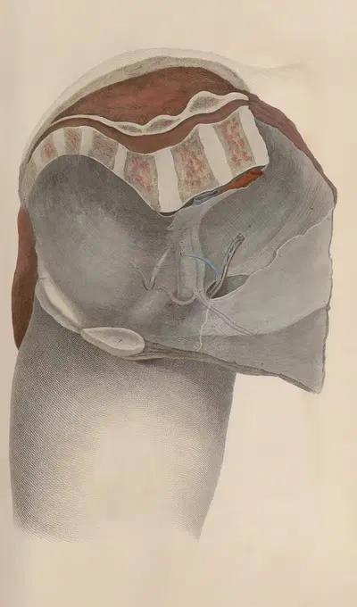 A system of anatomical plates of the human body Pl.040 by John Lizars, 1840 — digital art print download