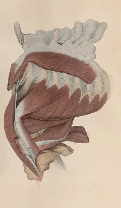 A system of anatomical plates of the human body Pl.041 by John Lizars, 1840 — digital art print download