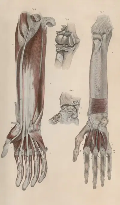 A system of anatomical plates of the human body Pl.044 by John Lizars, 1840 — digital art print download