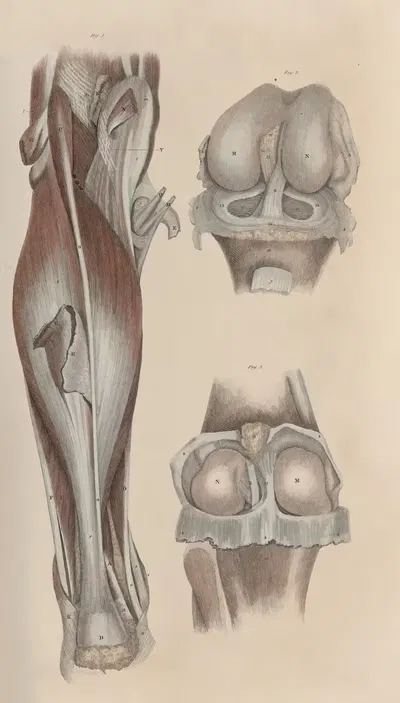 A system of anatomical plates of the human body Pl.053 by John Lizars, 1840 — digital art print download