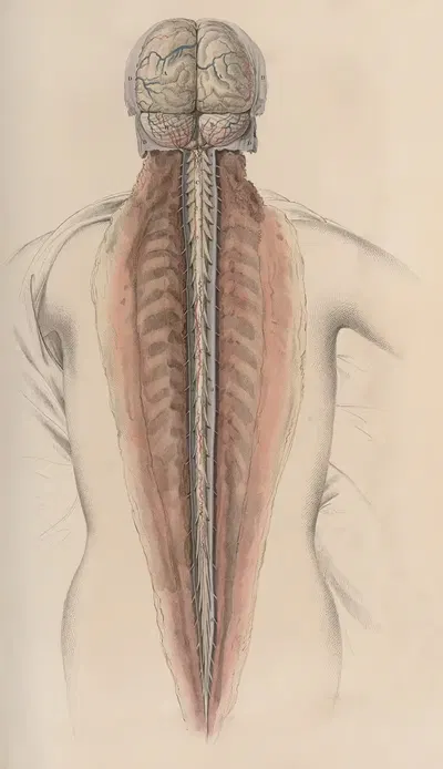 A system of anatomical plates of the human body Pl.058 by John Lizars, 1840 — digital art print download