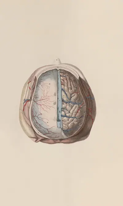 A system of anatomical plates of the human body Pl.060 by John Lizars, 1840 — digital art print download