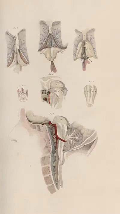 A system of anatomical plates of the human body Pl.064 by John Lizars, 1840 — digital art print download