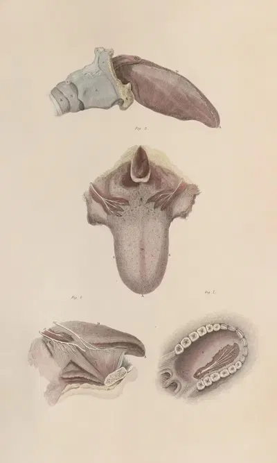 A system of anatomical plates of the human body Pl.079 by John Lizars, 1840 — digital art print download