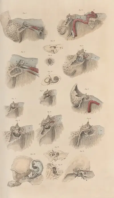 A system of anatomical plates of the human body Pl.081 by John Lizars, 1840 — digital art print download